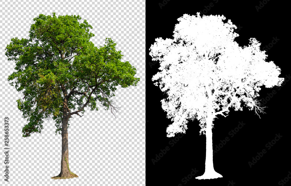 Leinwandbilder single tree on transparent picture background with clipping path, single tree with clipping path and alpha channel on black background