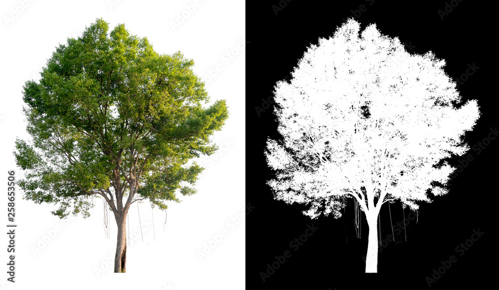 Leinwandbilder single tree on transparent picture background with clipping path, single tree with clipping path and alpha channel on black background