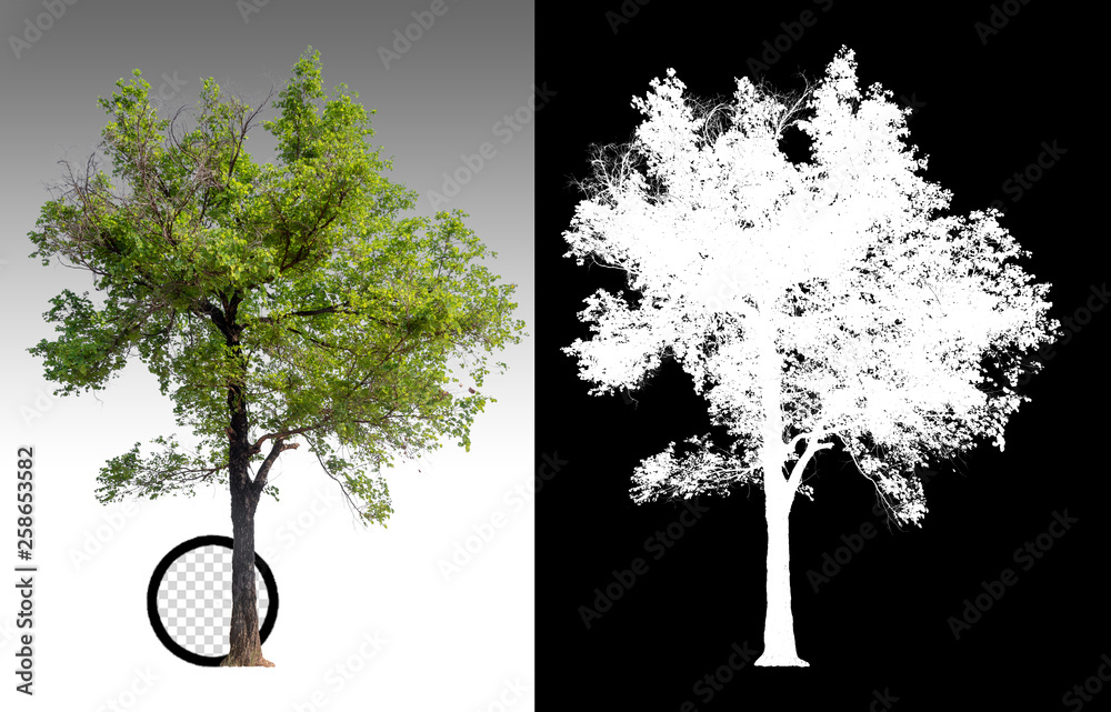 Leinwandbilder single tree on transparent picture background with clipping path, single tree with clipping path and