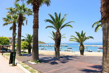 Fototapeta premium Row of palm trees on the beach, Nea Fokea, Greece