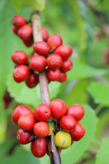 Coffee bean farming