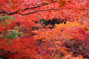 京都の紅葉