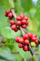 coffee bean tree