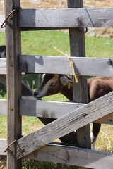 Junge Ziege im Gehege