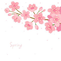 Cherry blossom on white background