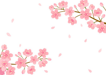 Obraz na płótnie Canvas Cherry blossom background