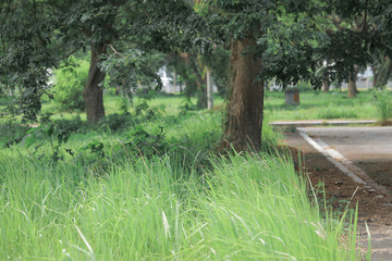 green trees forest, jogging, early morning 