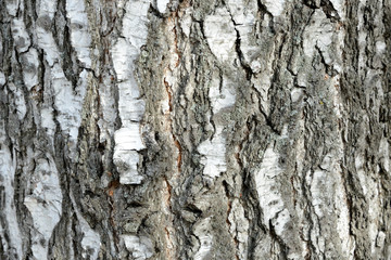 Old birch tree bark close up as texture and background