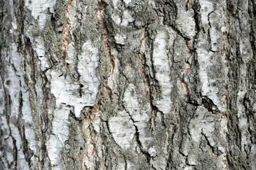 Old birch tree bark close up as texture and background