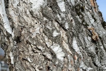 Old birch tree bark close up as texture and background
