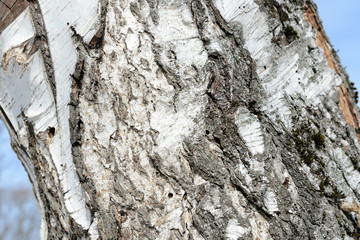 Old birch tree bark close up as texture and background