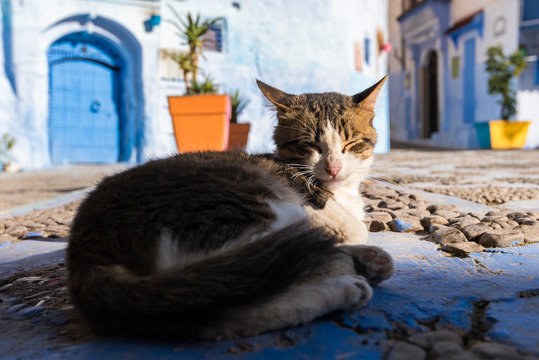 Beautiful stray cat sleep and basking in the rays of the rising sun on the street of Morocco. Beautiful fairy-tale streets of Morocco and cats living on them. Lonely homeless cats