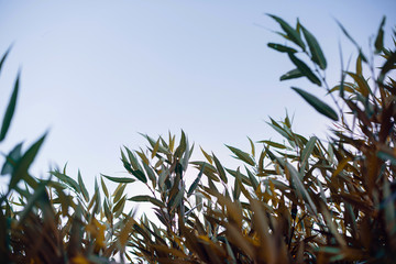 Fresh and green leaves of willow, nature background.