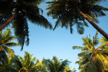 Fototapeta na wymiar Palm tree background in sunset.