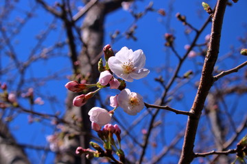 桜の花