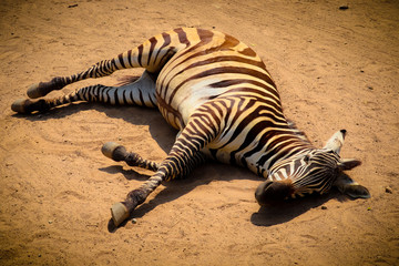 Obraz na płótnie Canvas zebra in serengeti national park tanzania africa