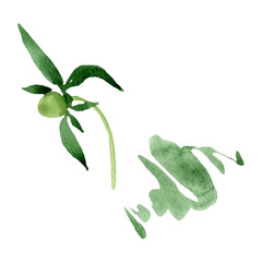 Fototapeta premium Peony green leaves floral flower. Watercolor background illustration set. Isolated peonies illustration element.