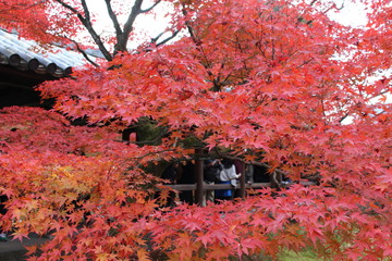 京都の紅葉