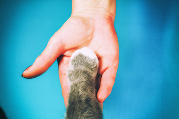 The hands of the family and the furry paw of the cat as a team. Fighting for animal rights, helping...