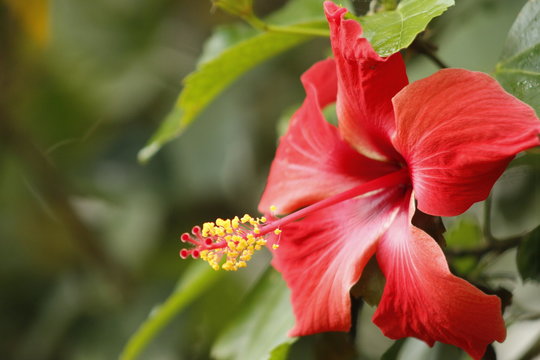 Flor Jarocha