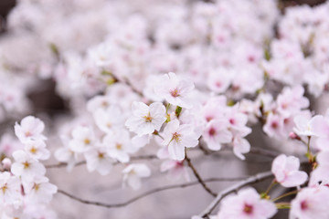 Obraz premium 桜の花