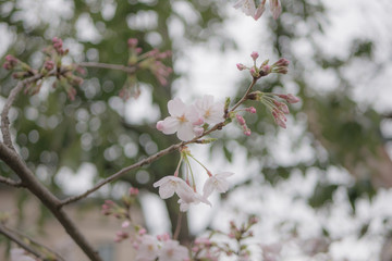 桜