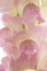 ピンクのストック