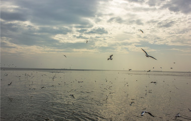 Blue sky Bird sky