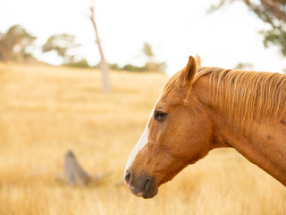 Close up of a Mare horse in an open paddock with a bokeh background