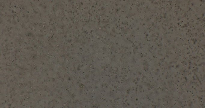 Biosph&auml;re im Micro Universum