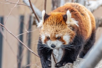 前だけ見つめるレッサーパンダ