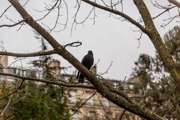 Crow on tree