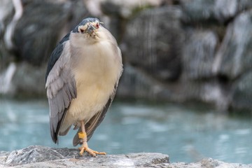 こちらを見つめるサギ