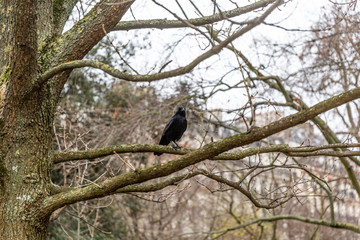 Crow on tree