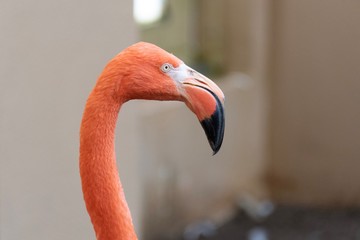 意外と目つきの鋭いフラミンゴ