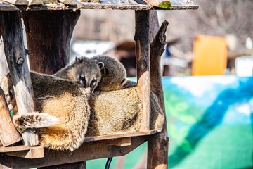 呼びかけに応じるアナグマ