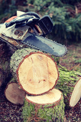 chainsaw on fresh felled tree