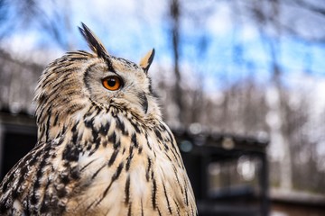 遠くを見つめるフクロウ