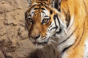 よだれを垂らしたトラ