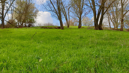Tree in a field.Tree in the park
