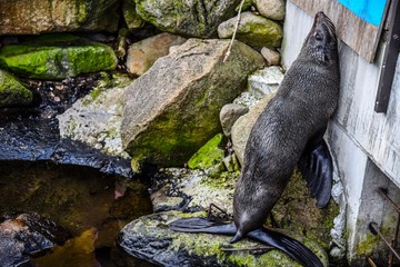 壁に寄りかかるオットセイ