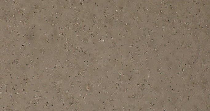Biosph&auml;re im Micro Universum