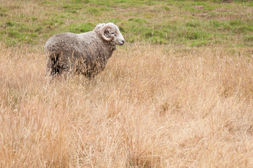 A single ram or male sheep, still wearing a coat of wool, stands in a field of tall dry grass.