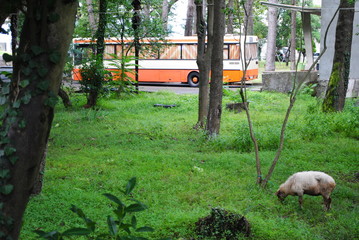 a sheep and a bus