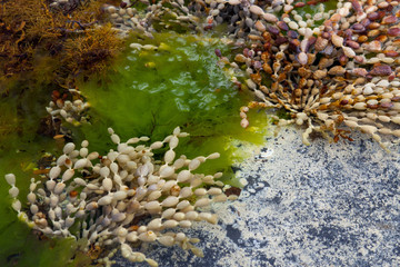 Naklejka na ściany i meble Beautifully beaded seaweed known as Neptune's necklace (Hormosira banksii) grow in rockpools at the edge of the sea.