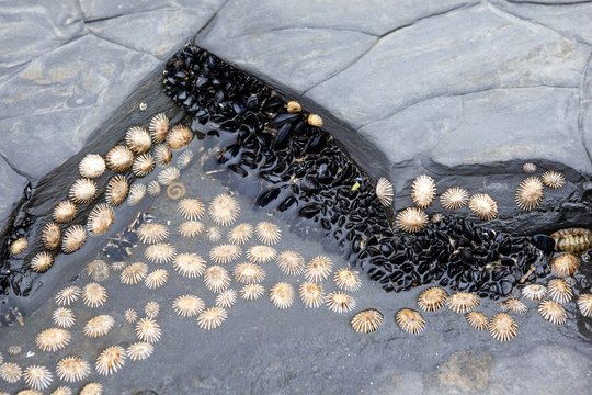 Mussel and limpet shells grow wild in rockpools along the coastline.