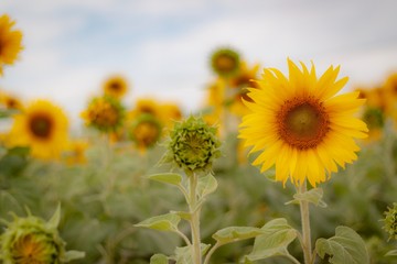 Fototapeta premium sunflower field of sunflowers