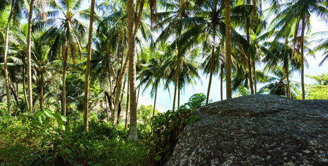 (selective focus) Stunning view of a paradisiacal beach seen through a rich and green vegetation of palm trees. White sand, people sunbathing and turquoise clear water. Surin Beach, Phuket, Thailand.