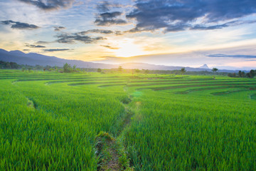 morning sunrise light at paddy fields green island natural beauty of bengkulu utara indonesia with mountain barisan and green nature