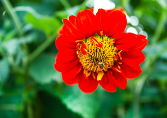 Beautiful orange flowers